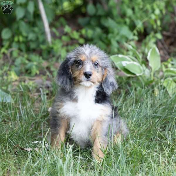 Cathy, Mini Bernedoodle Puppy